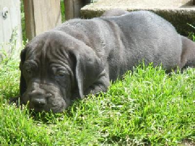 Black Crystal Vom Mephisto