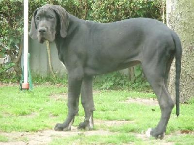 Black Crystal Vom Mephisto