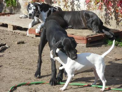 Black Crystal Vom Mephisto