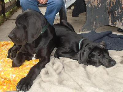 Black Crystal Vom Mephisto