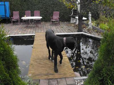 Black Crystal Vom Mephisto