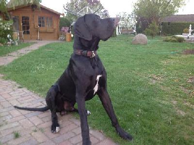 Black Crystal Vom Mephisto