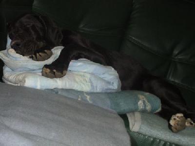 Black Diamond Vom Mephisto