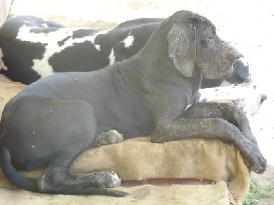 Black Diamond Vom Mephisto