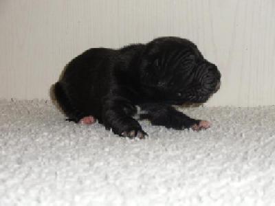 Black Diamond Vom Mephisto