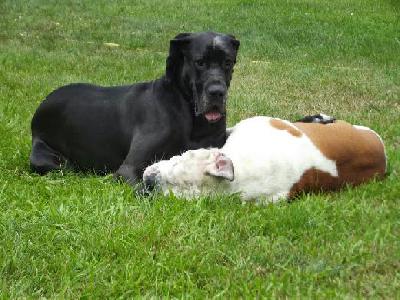 Black Magic Vom Mephisto