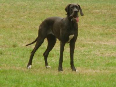 Black Magic Vom Mephisto