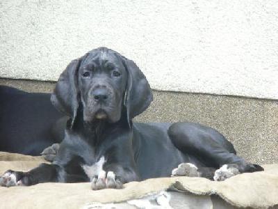 Black Magic Vom Mephisto