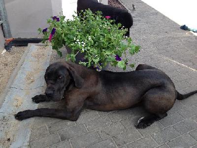 Black Pearl Vom Mephisto