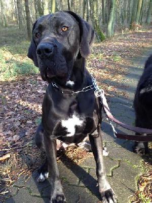 Black Pearl Vom Mephisto