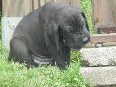 Black Pearl Vom Mephisto