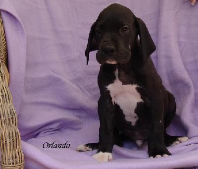 Orlando Von Blue Ground