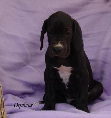 Orpheus Von Blue Ground