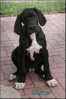 Oskar Von Blue Ground