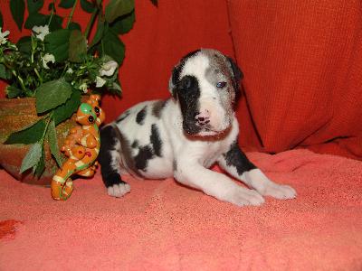 Officer Von Blue Ground