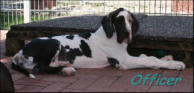 Officer Von Blue Ground