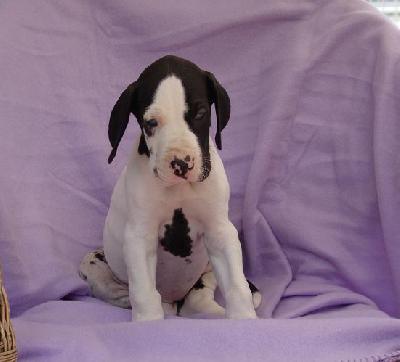 Okelani Von Blue Ground