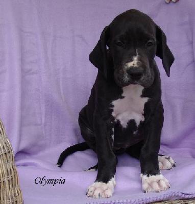 Olympia Von Blue Ground