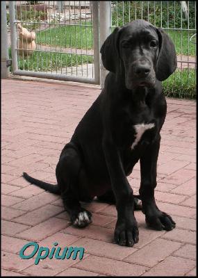 Opium Von Blue Ground