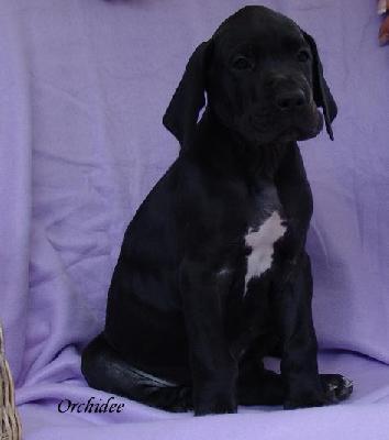 Orchidee Von Blue Ground