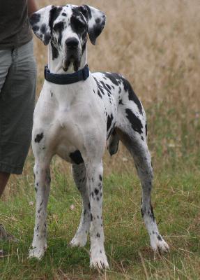 Bonny von Iron-Stone