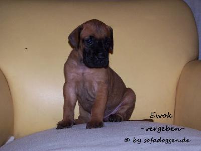 Ewok Vom Hause Kaufmann