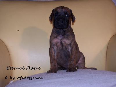 Eternal Flame Vom Hause Kaufmann