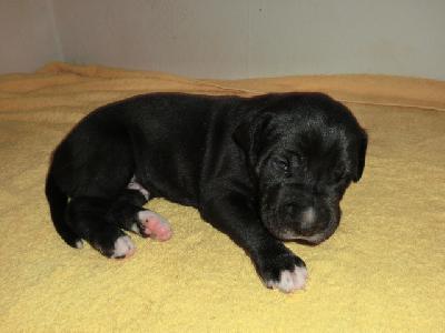 Georg von Bavaria a.M.