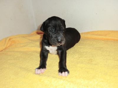 Gargamel von Bavaria