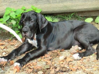 Gargamel von Bavaria