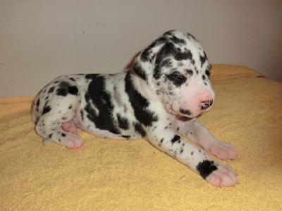 Garant VON BAVARIA A.M.