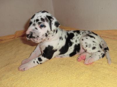 Gregor VON BAVARIA A.M.