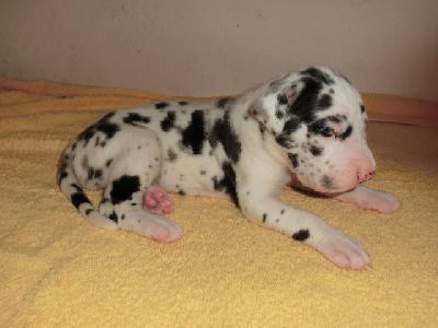 Goliath VON BAVARIA A.M.