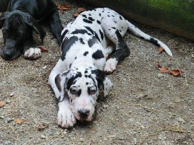 Goliath VON BAVARIA A.M.