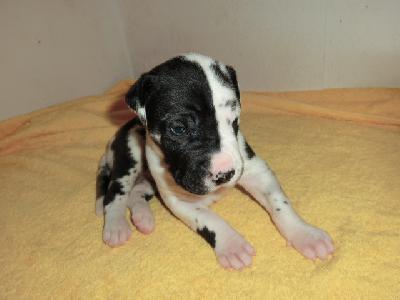 Gustel VON BAVARIA A.M.