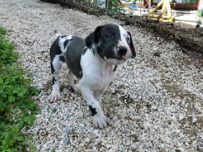 Gustel VON BAVARIA A.M.