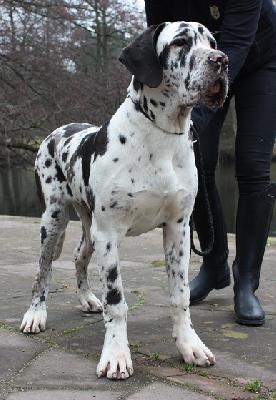 Ylenia Von Schlesien