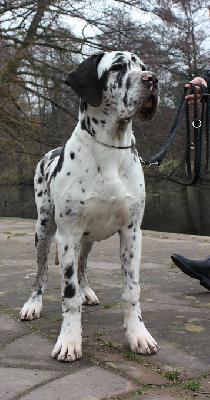 Ylenia Von Schlesien