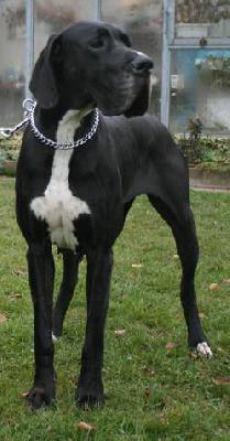 Apanachi von der Wüsten Meute