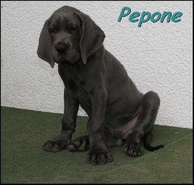 Pepone Von Blue Ground