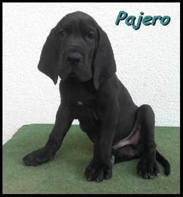 Pajero Von Blue Ground