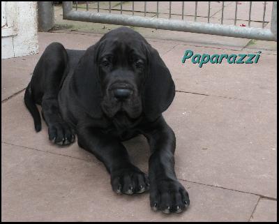 Paparazzi Von Blue Ground