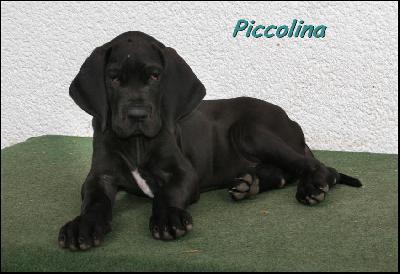 Piccolina Von Blue Ground