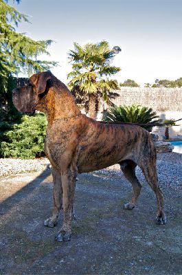 Albatros Fontlaymer-T