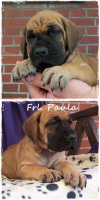 Fr�ulein Paula Vom Hause Kaufmann