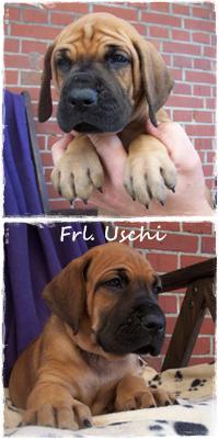 Fr�ulein Uschi Vom Hause Kaufmann