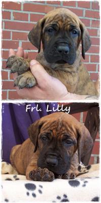 Fr�ulein Lilly Vom Hause Kaufmann