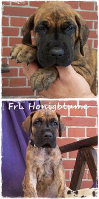 Fr�ulein Honigblume Vom Hause Kaufmann