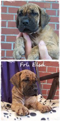 Fr�ulein Elsa Vom Hause Kaufmann