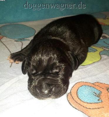 Cedric Vom Hause Wagner